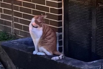 Discovery alert Cat Unknown Berlin Germany